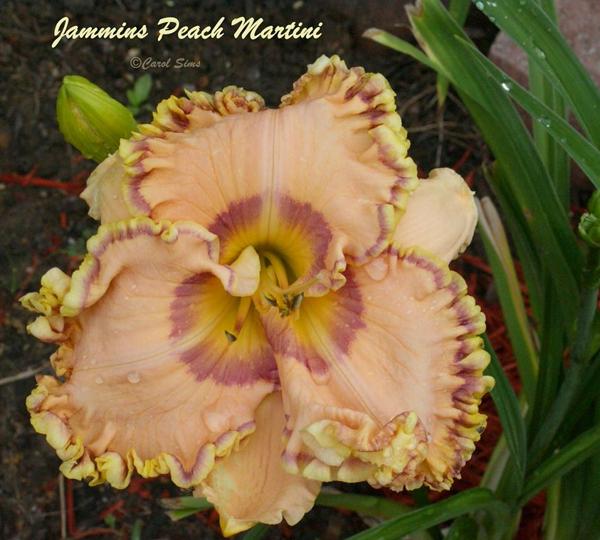 jammins pink martini